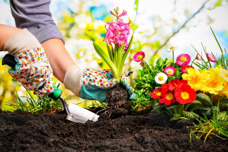 Entretien de jardin : ce qu'il faut savoir