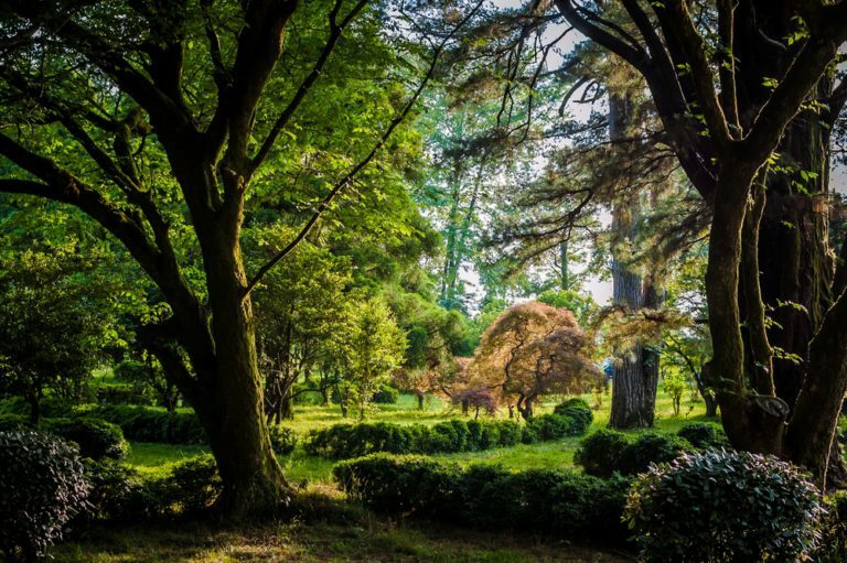 Aménager un jardin de sous-bois