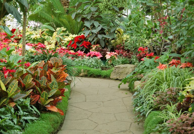 Créer et aménager un jardin tropical