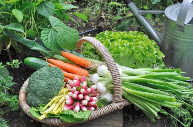 Quels légumes pour mon jardin ?