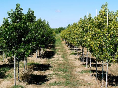 La pépinière de jeunes plants