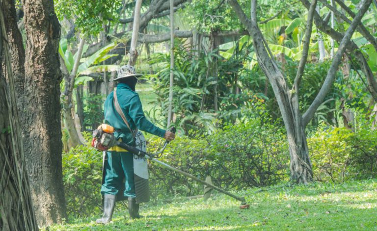 Quand débroussailler son jardin ?