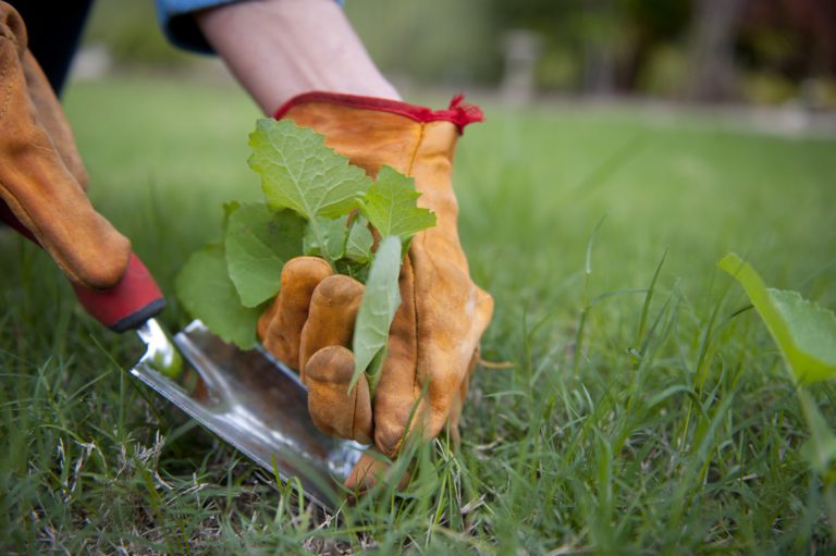 Désherber efficacement son espace de jardin