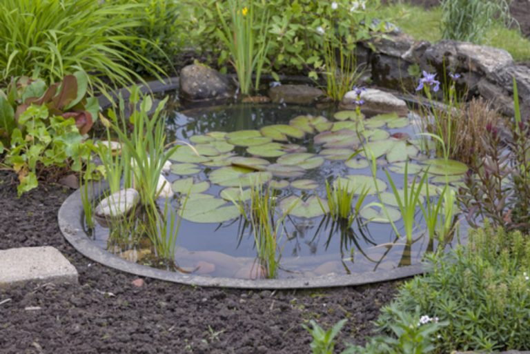 Bassin de jardin : installer, aménager et entretenir un bassin d'extérieur