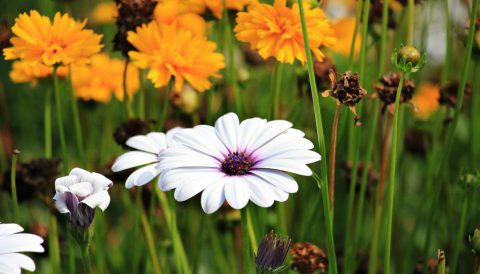 Un beau jardin à chaque saison