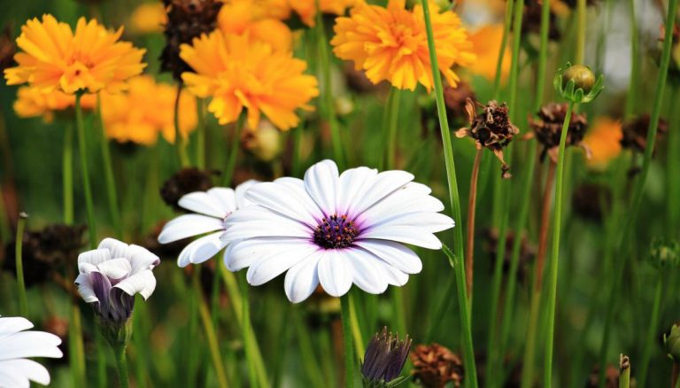 Un beau jardin à chaque saison