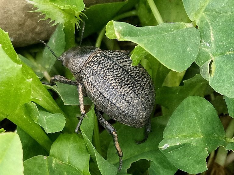 Se débarrasser des nuisibles de mon jardin