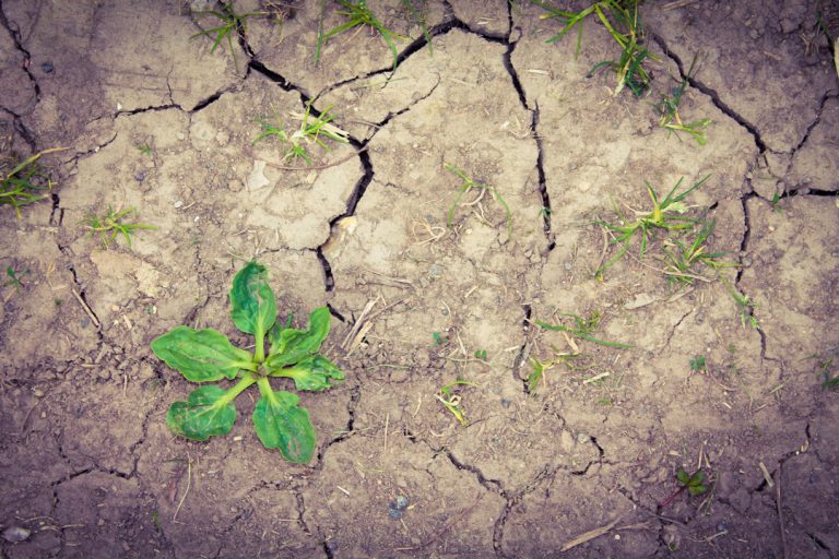 Lutter contre la sécheresse de son jardin