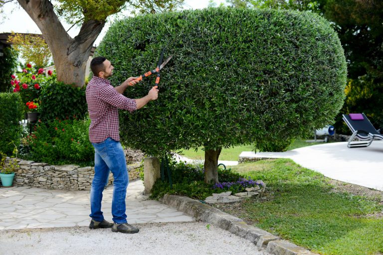 Quand et comment tailler les arbres ?