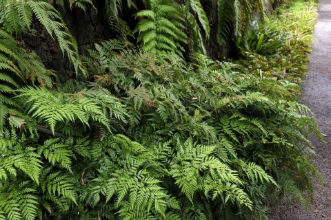 Bien choisir les arbres et arbustes pour son jardin-forêt