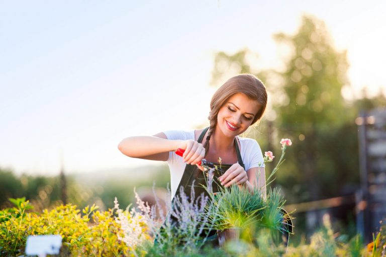 Tout savoir sur la plantation de plantes, fleurs et arbres