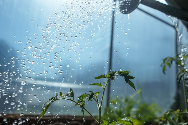 Utiliser l’eau de pluie pour arroser son jardin