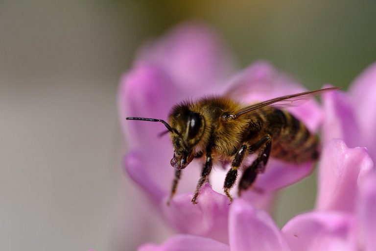 Protéger les abeilles de mon jardin