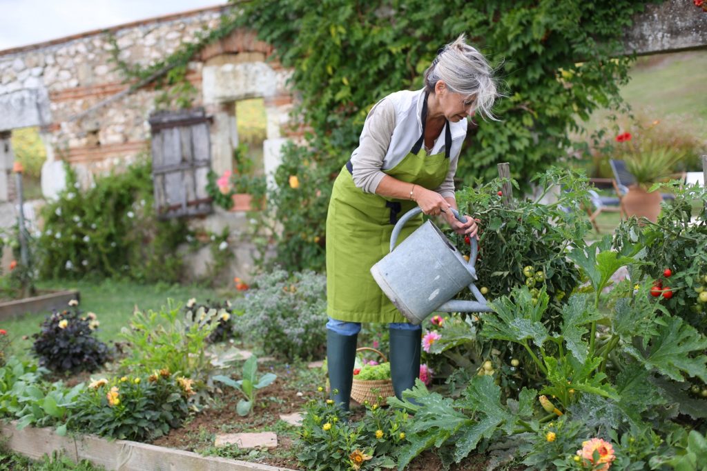 arrosage du potager