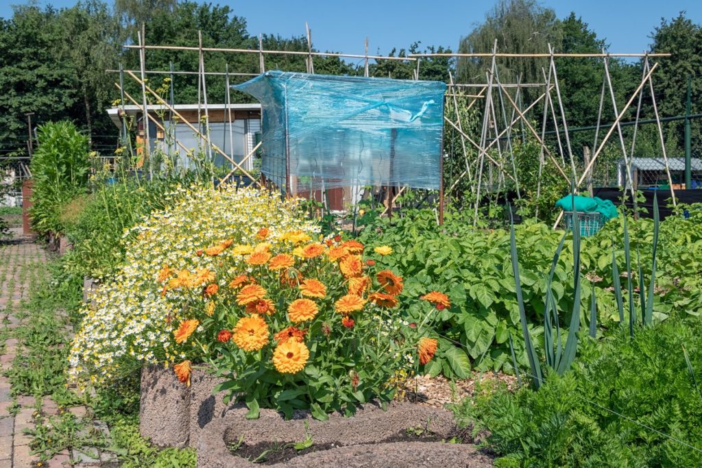 fleurs de souci dans le jardin