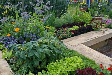 jardin permaculture fleurs et légumes