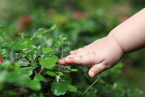 toucher plante
