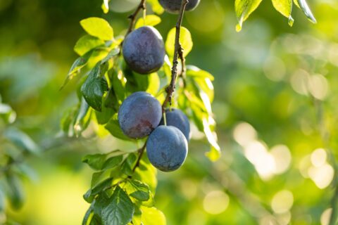 arbre fruitier