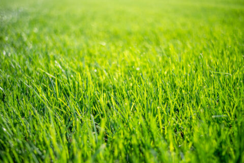 fertilisation jardin