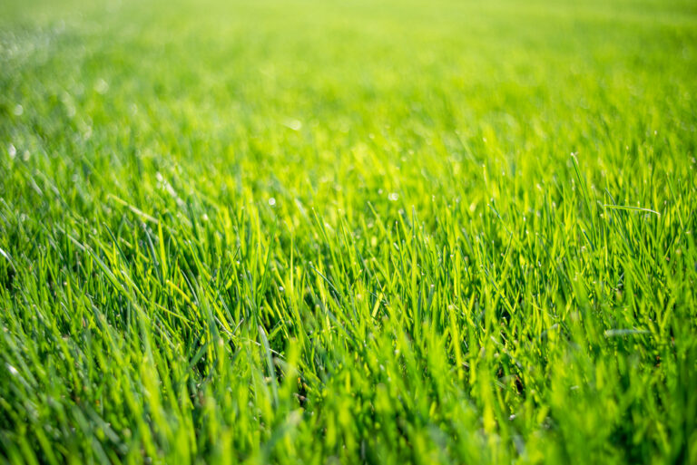 fertilisation jardin