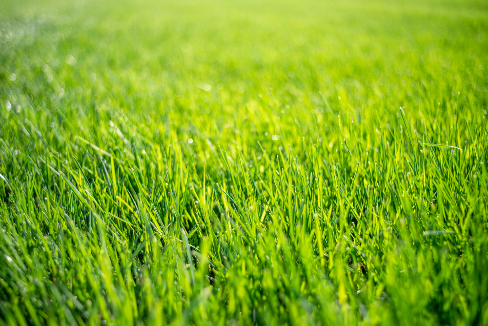 Fertilisation de pelouse : nos conseils pour un gazon parfait