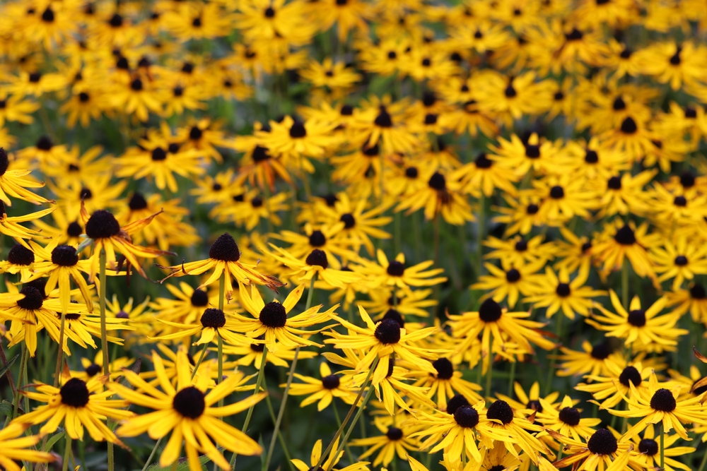 rudbeckia
