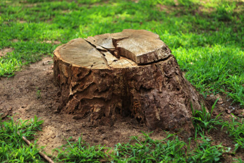 souche arbre