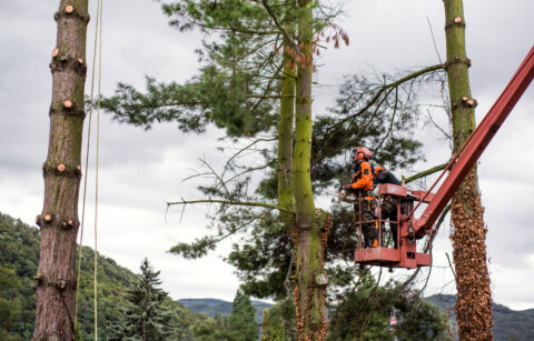 Prix Abattage Sapin 15m
